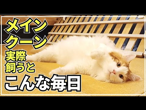 大型猫の癒やしの日常をぎゅっと詰め込みました【メインクーン】