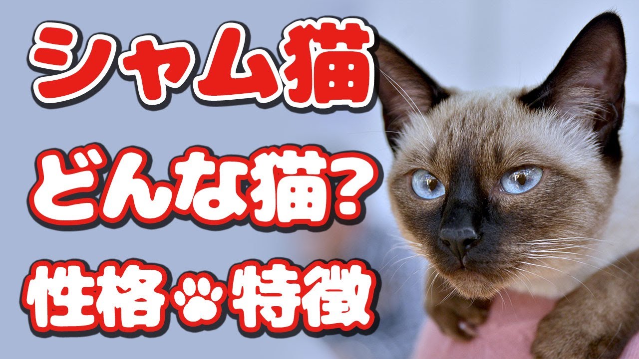 シャム猫ってどんな猫？😻貴族や王族に愛された古代の宮廷猫？🐱猫の飼い方・特長まとめ