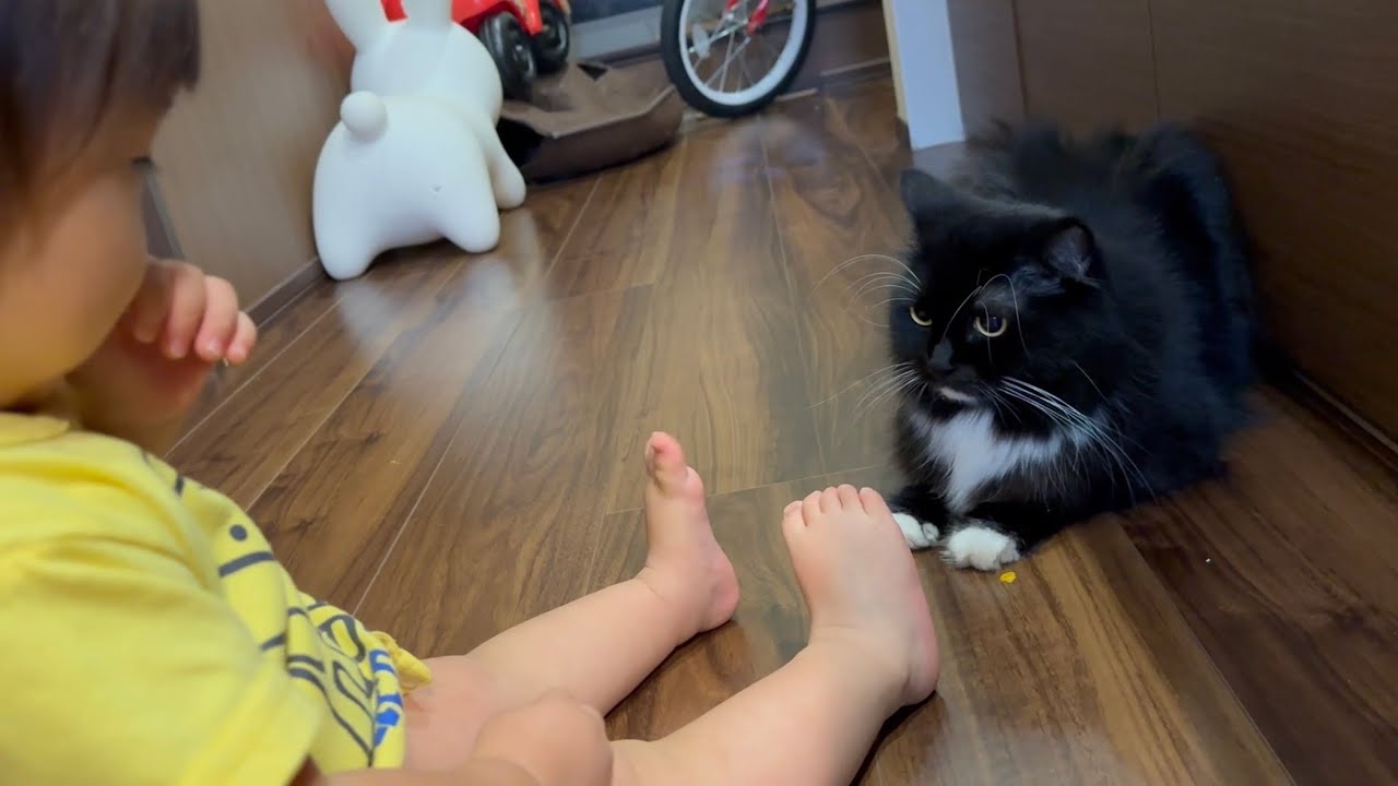 娘のやる事に興味あり近付く猫　ラガマフィンThe cat is interested in what my daughter is doing and approaches her.