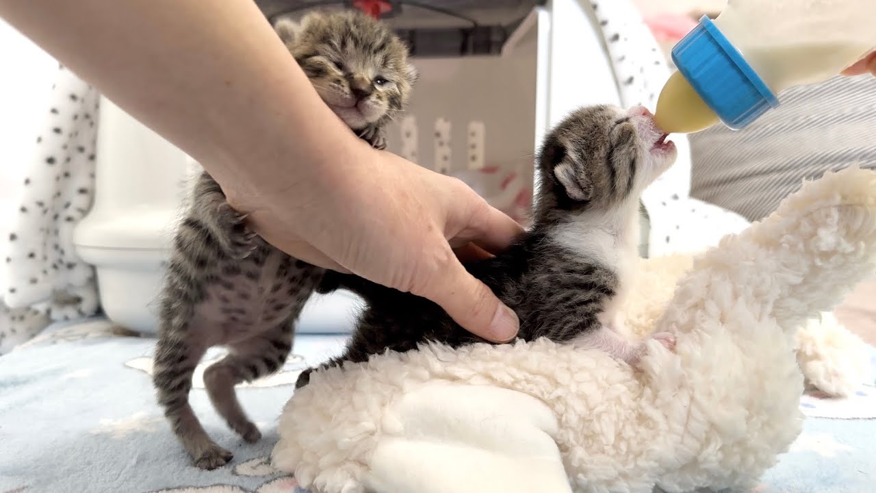 生後9日 ミルクの順番が待てず猛アピールする赤ちゃん猫【山菜兄妹#8】Kittens can't wait their turn and want milk. 子猫