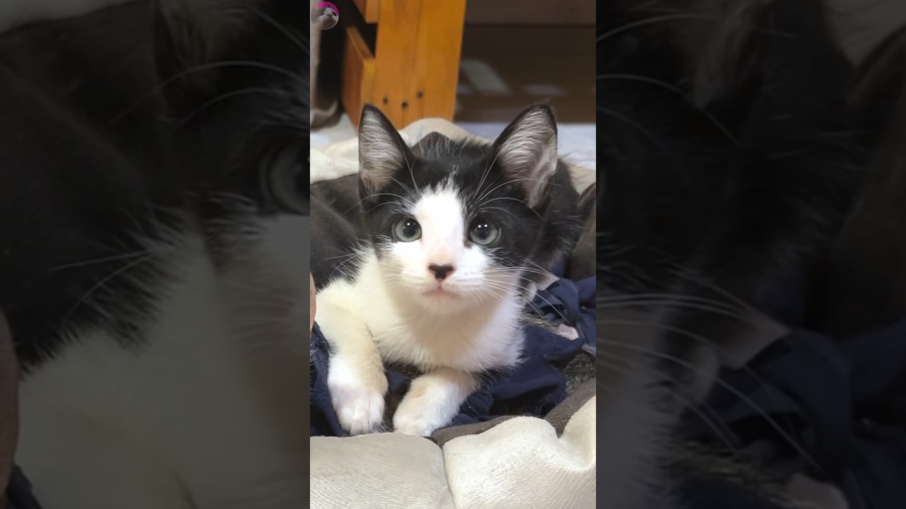 Gone in a Whisker: 😺🚶 Rescued Kitten's Sudden Move & Older Cat's Lament #shorts