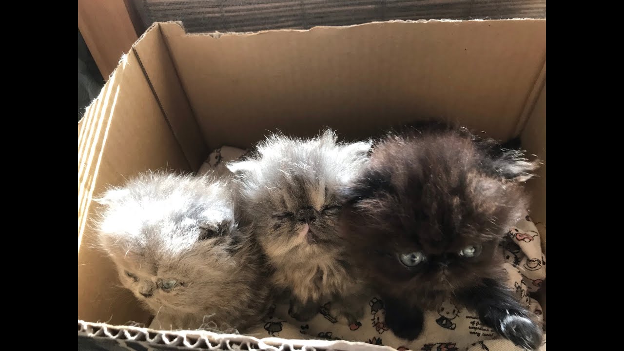 かわいいペルシャ子猫ちゃん誕生~♪ふわふわ子猫