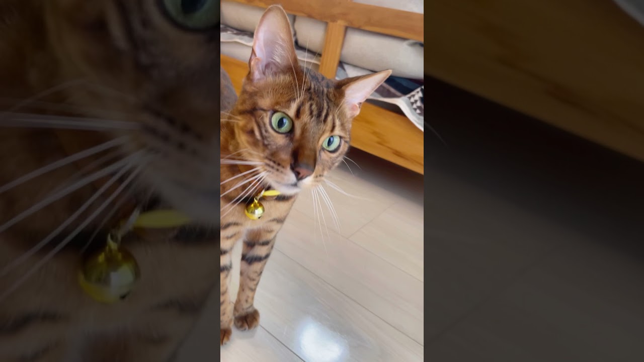 ベンガル猫の顔アップ詰め合わせ #shorts