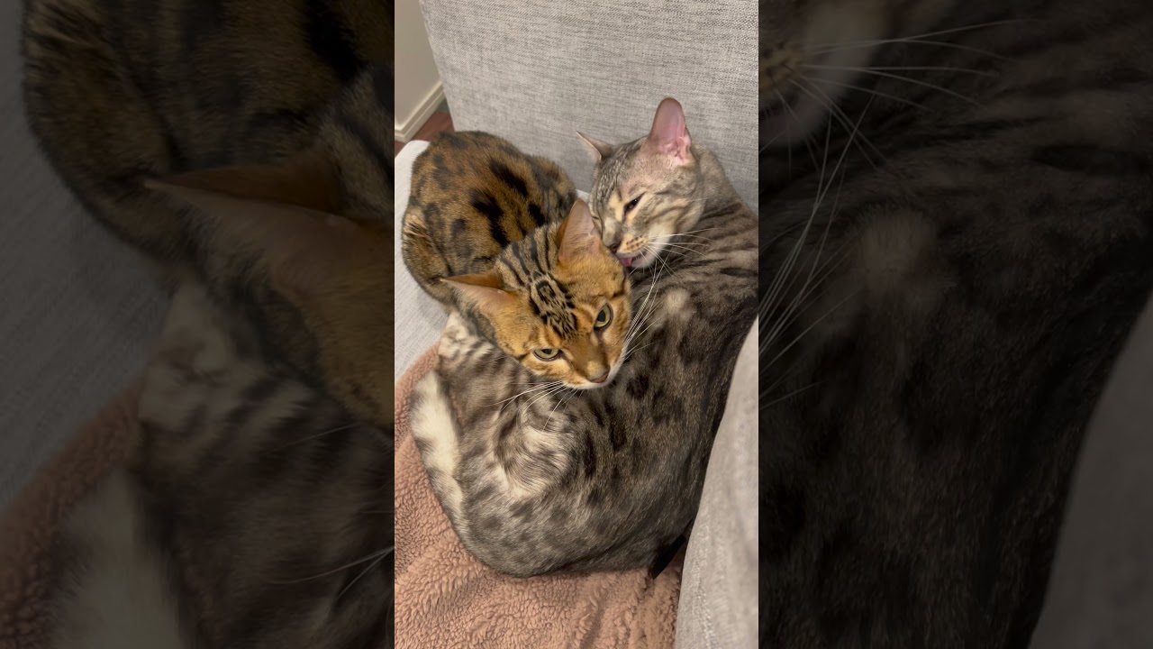 お互いに舐め合いながらそのまま寝落ちする猫たち　#shorts