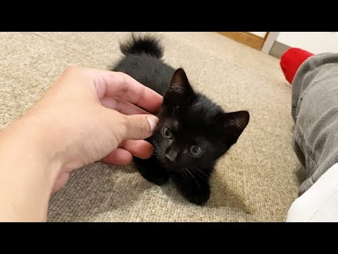 保護3日目の子猫がこうなりました