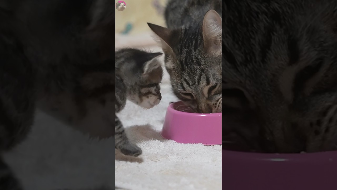 😺 Kittens' Cute Reaction to Watching Mom Devour Leftovers! 🍲 #shorts
