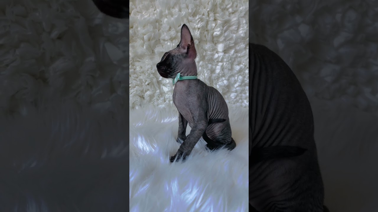 Devon Rex Black BOY Hasu’Neko*PL www.devonrexkoty.eu