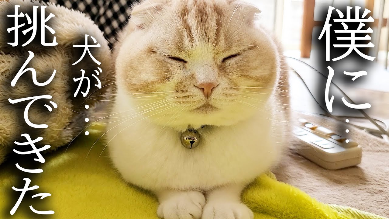 大人になった猫にハスキー犬が挑んだ結果こうなりました...