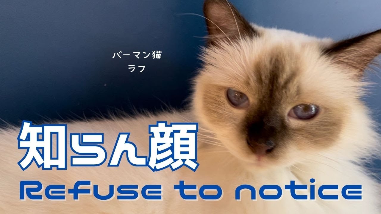 バーマン猫ラフとガブ【知らん顔】Refuse to notice（バーマン猫）Birman/Cat