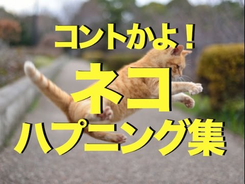 おもしろかわいいネコのハプニング動画集〜コントかよ！