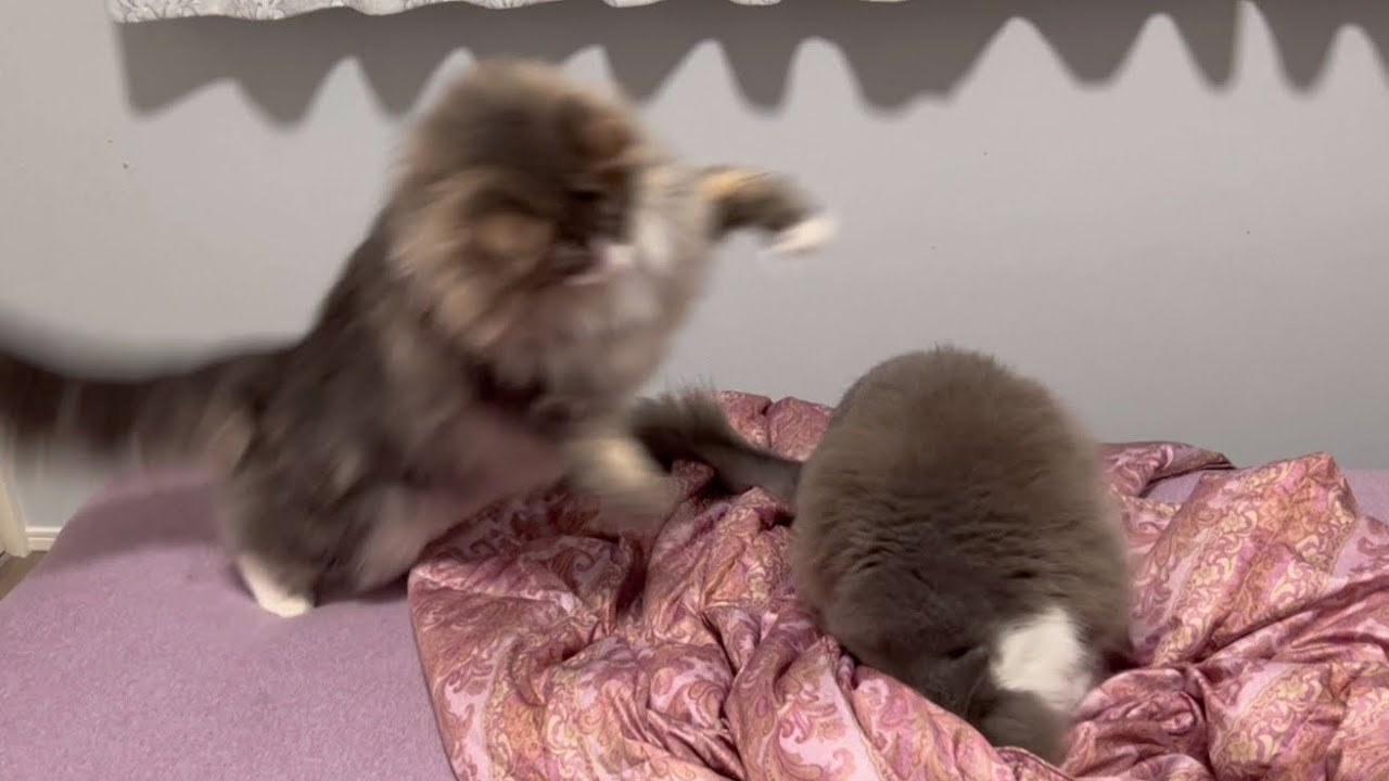 【わんぱく！】みんなの邪魔ばっかりする、やんちゃなノルウェージャンフォレストキャットwww