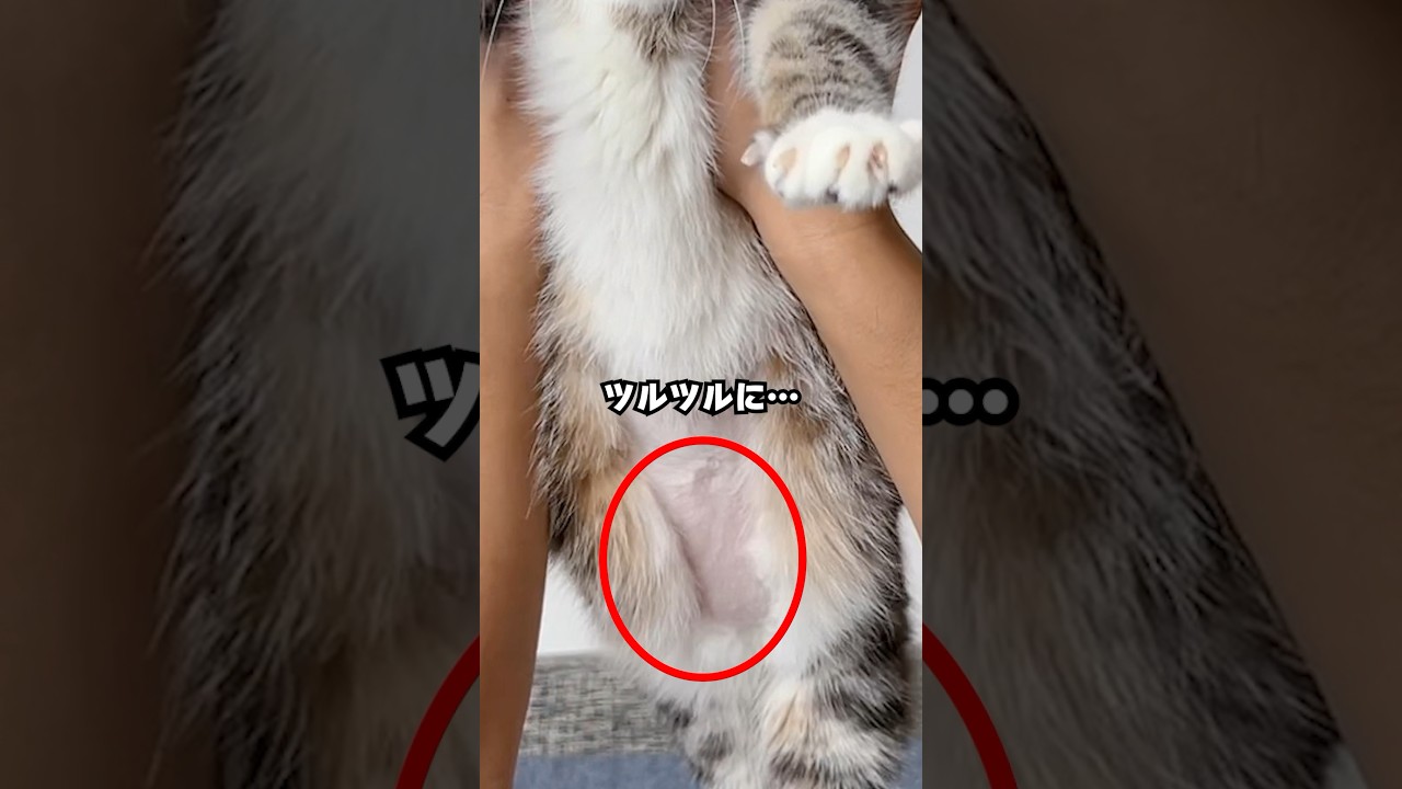 【悲報】我が家の猫がツルツルになった理由🥺🥺🥺 #猫