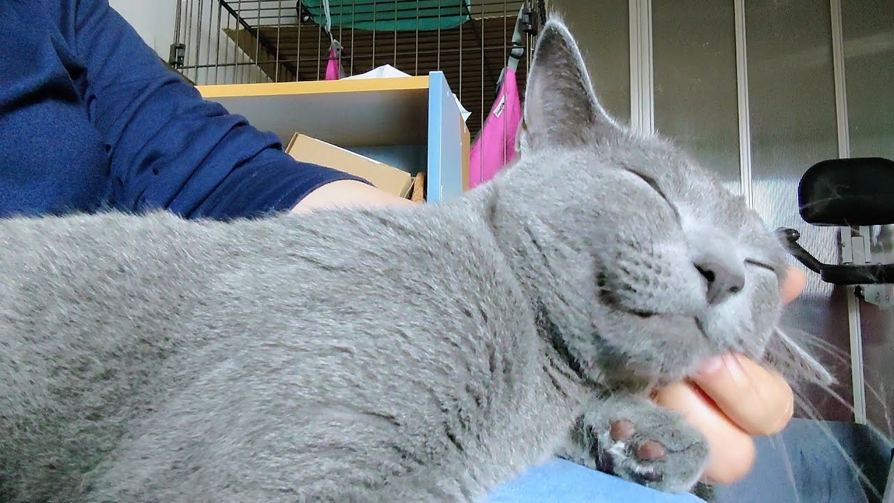 【猫動画】出勤前の嫁に沢山甘えるロシアンブルー【russianbule】Russian Blue pampering his owner before work