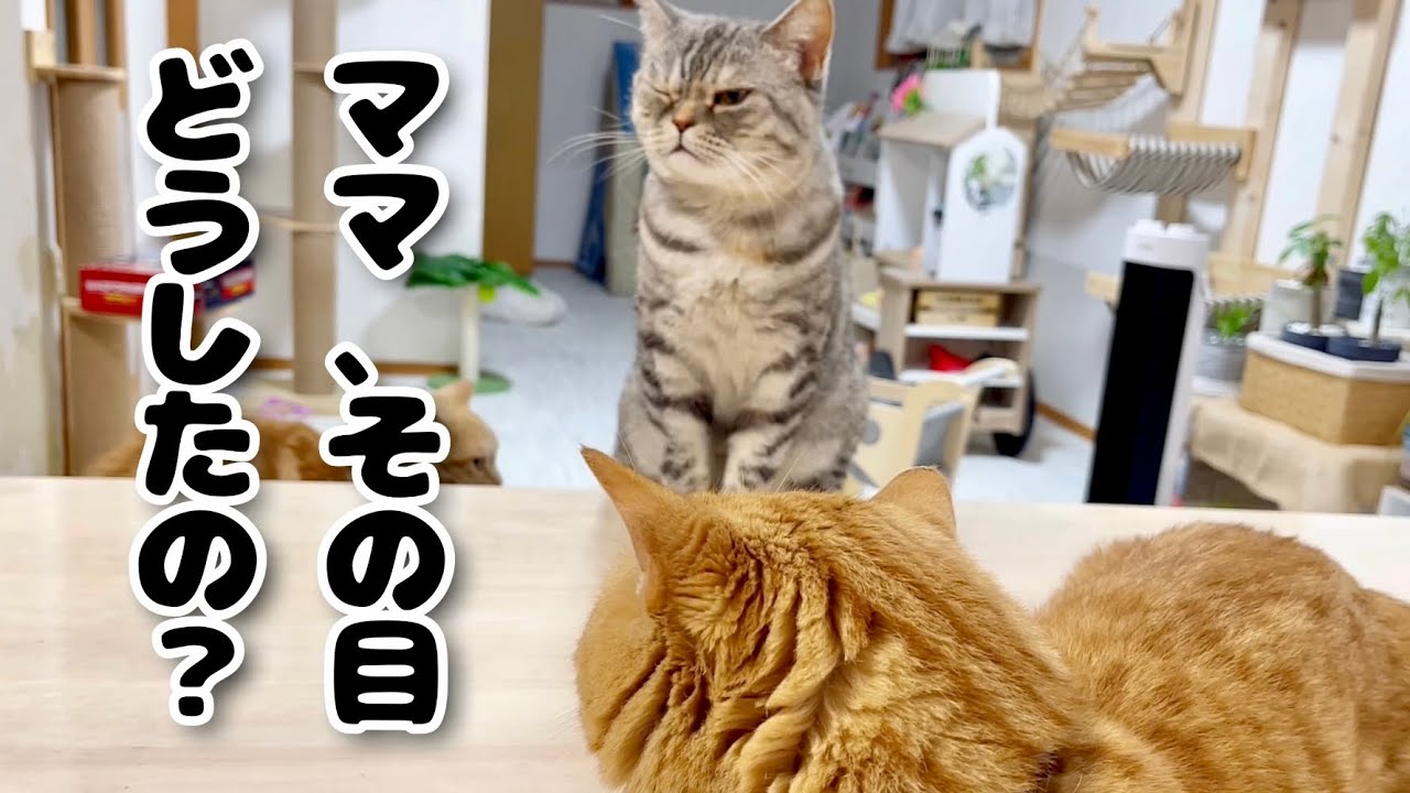 ポッポママの目に異変！？実は... #猫 #マンチカン