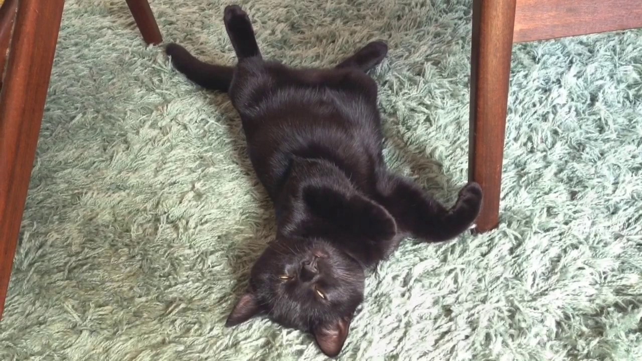 ボンベイ 赤ちゃん 生後4カ月 3子ニャンズの日常！Bombaycat Kitten