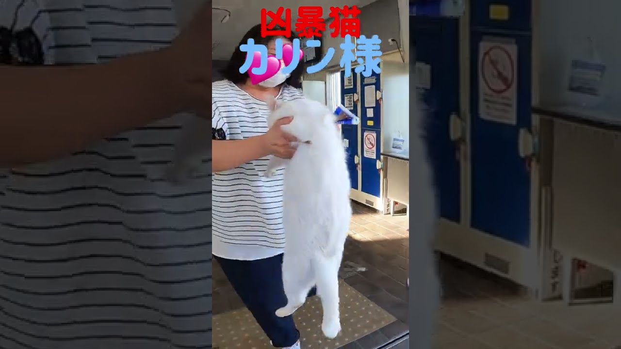 あの凶暴猫のカリン様が6時に待合室から出されます Ferocious cat #shorts