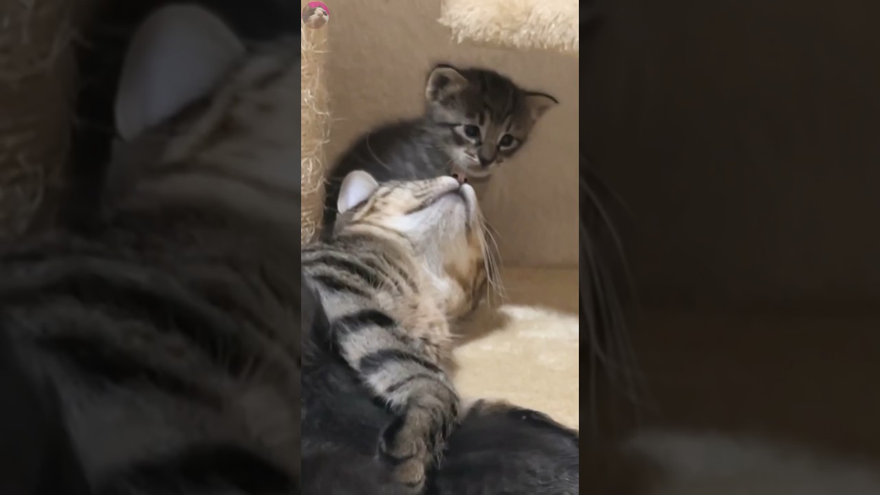 Kitten Antics Alert! 🚨🐾 Kitten Bites on Mom's Paw with Curiosity and Cuteness! #shorts