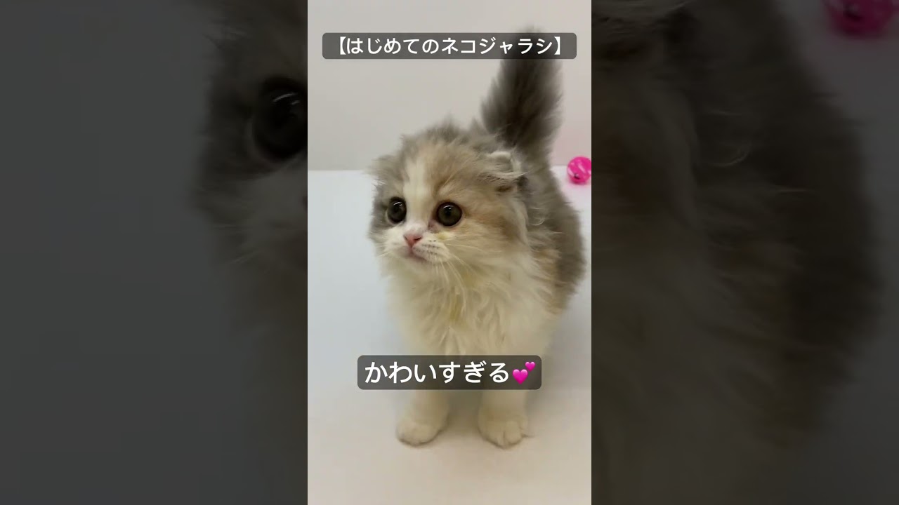 【子猫紹介】スコティッシュフォールドの女の子😊 #ねこ #子猫 #猫動画 #ねこのいる生活 #猫好きさんと繋がりたい #shorts