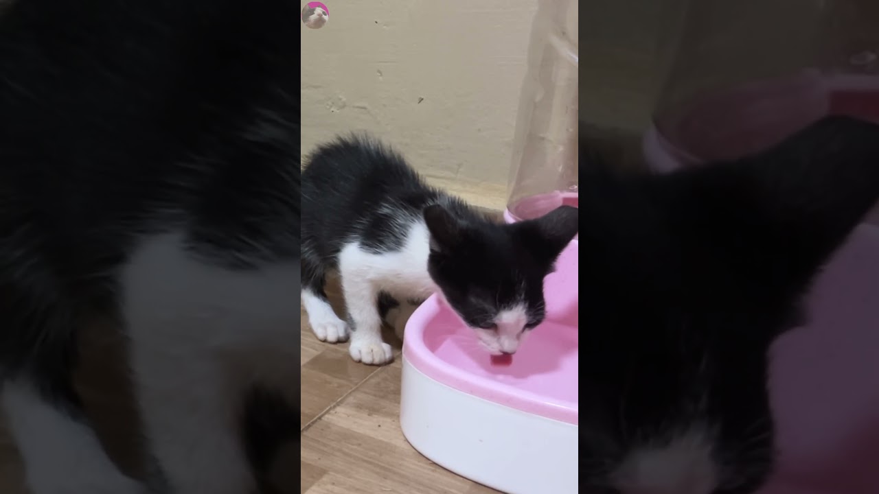 Rescued kitten being followed around by older cat #shorts