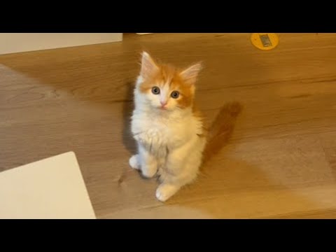 子猫のご飯前ルーティン【スコティッシュフォールド】