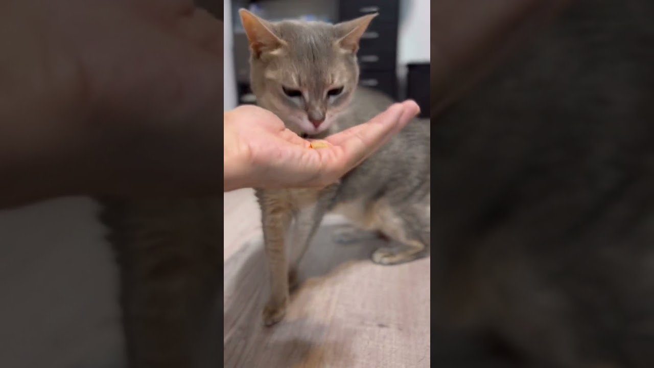 膀胱炎の猫にお薬を与えると