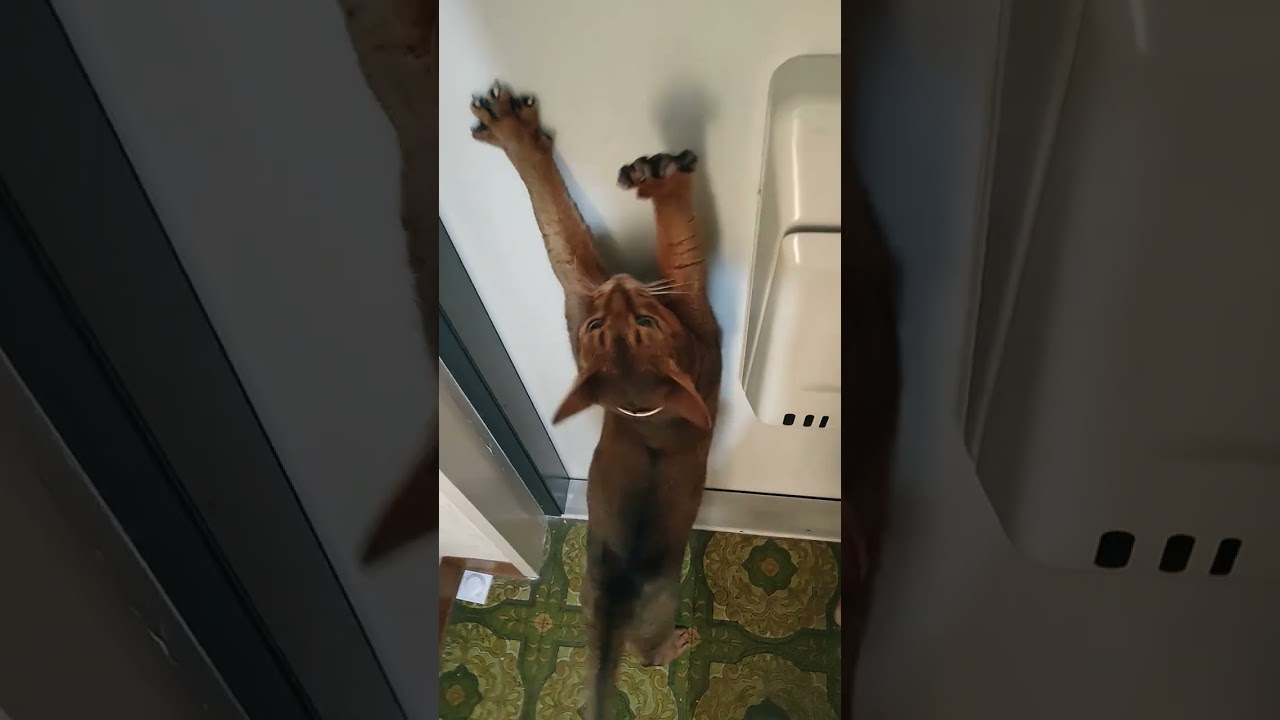 ネコ動画あび#411　#shorts　あびの毎日　アビシニアン　あび