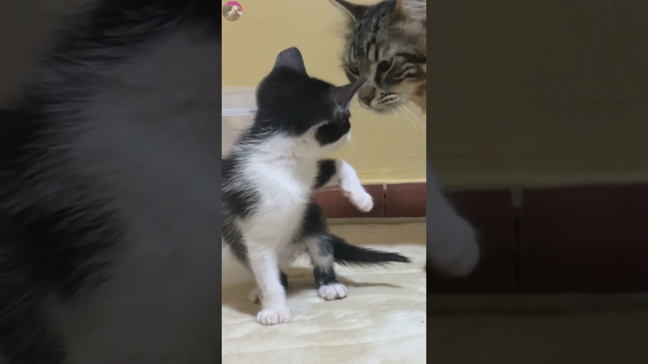 Rescued kitten perplexed when older cat approaches him #shorts