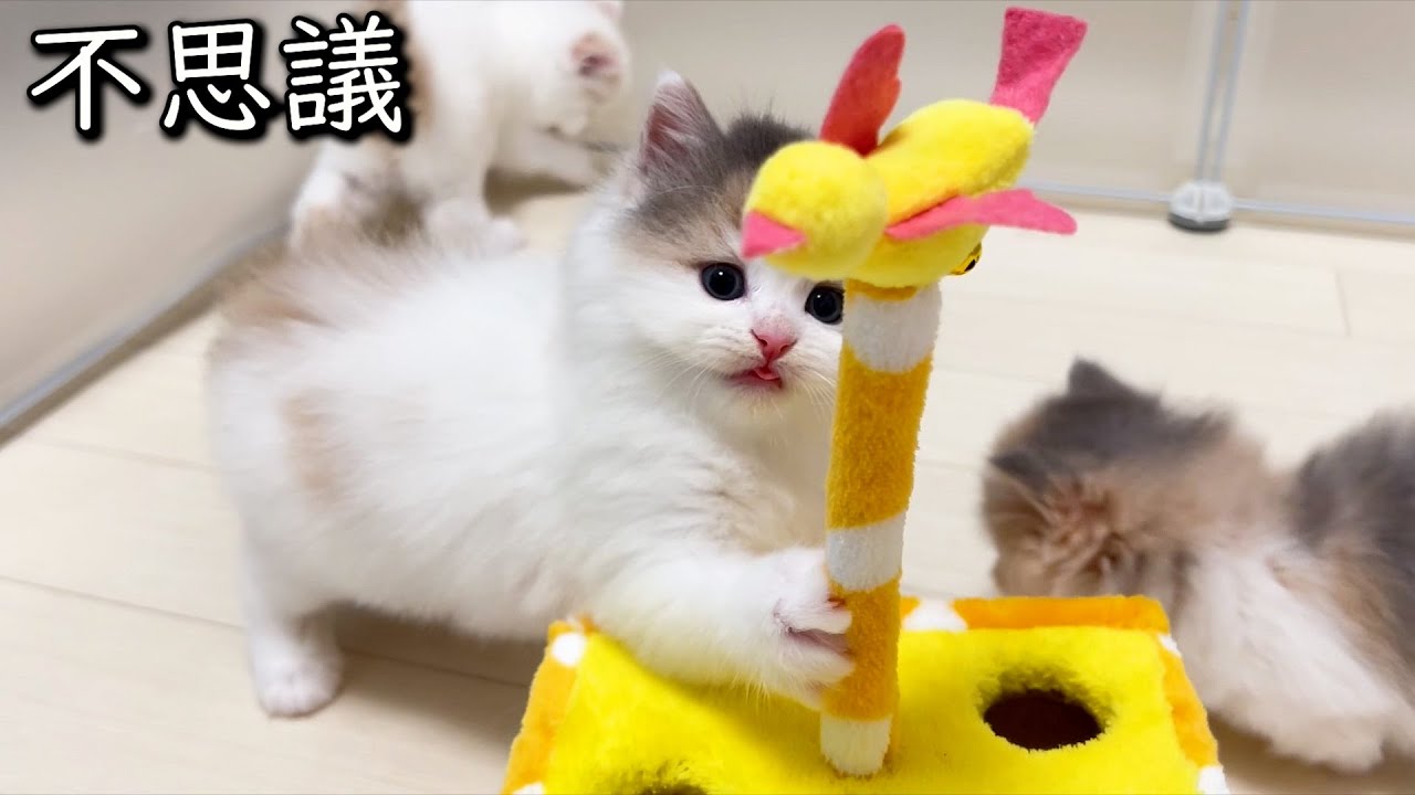 【マンチカンの子猫】子猫が不思議そうに玩具で遊ぶのが可愛い件 ∼猫のいる生活Vol.799~ 出産動画 マンチカン短足・ミヌエット・ペルシャ猫専門ブリーダー『ペット蔵人』【子猫の成長記録】