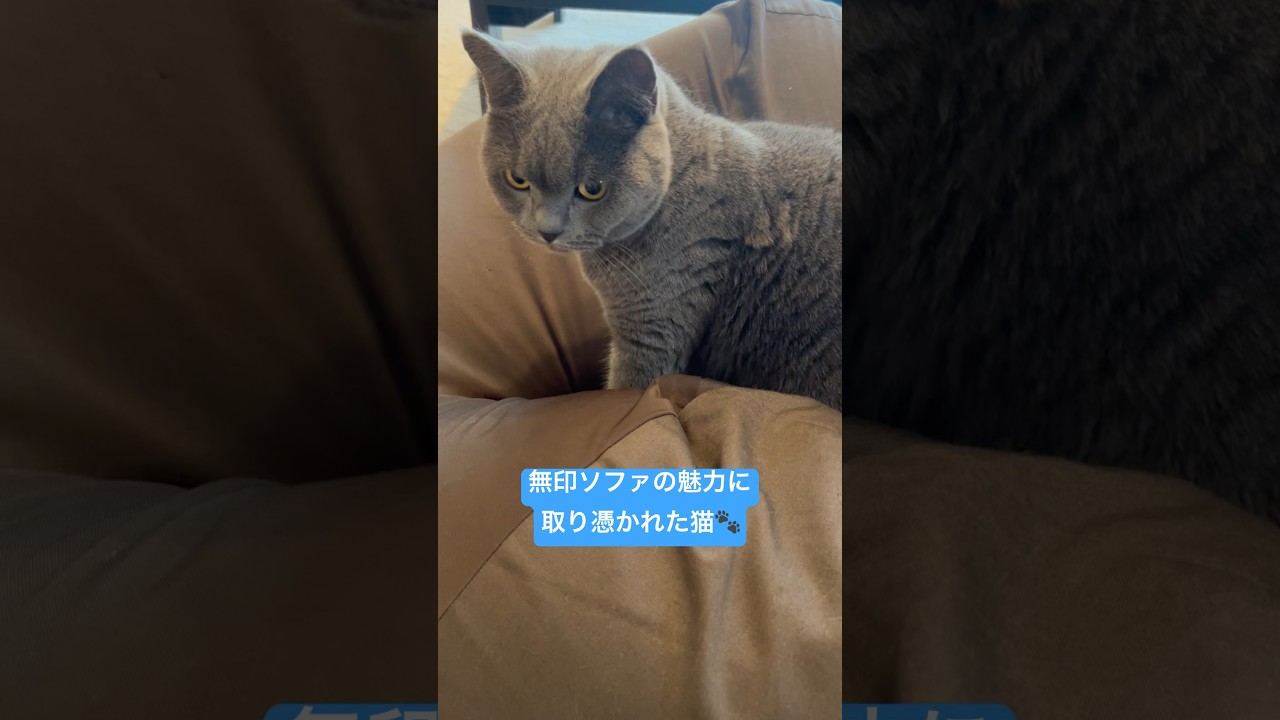 【#shorts】無印ソファにハマった猫　#ブリティッシュショートヘア #猫 #cats #britishshorthair #mellow #無印良品