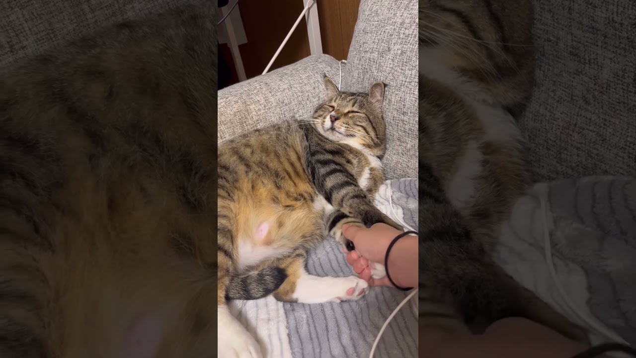 おーい？生きてるかー？🐻 #ほたて君 #保護猫 #元ボス猫 #エイズキャリア