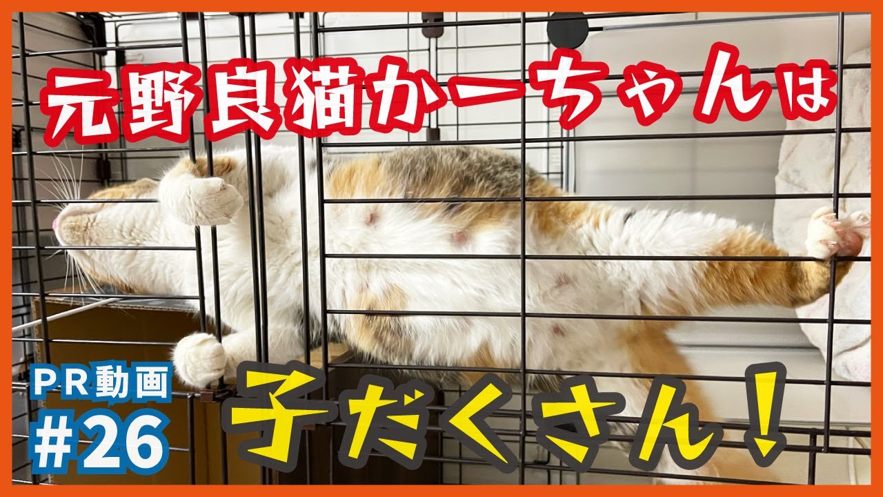 最強ママ猫、誰の子でも育てる本物の母性。保護した元野良猫・梅かーちゃん、破天荒妊婦から最強ママへ超進化！【梅ちゃん・PR26】/ rescued a kitten