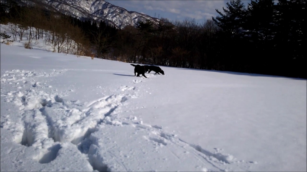 愛犬ラブラドール・スノーシューツアー170219