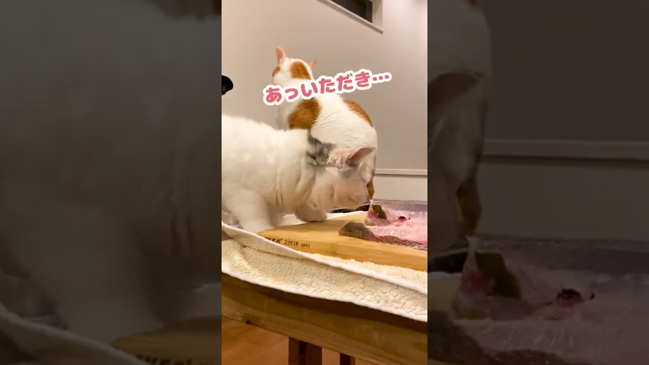 ヒラメの刺身が欲しくてたまらない猫【おしゃべりする猫】 #Shorts