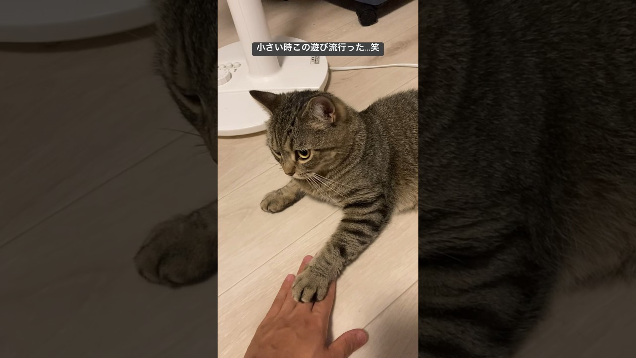 なにこの可愛い攻防戦… #猫  #アイドル猫 #cat