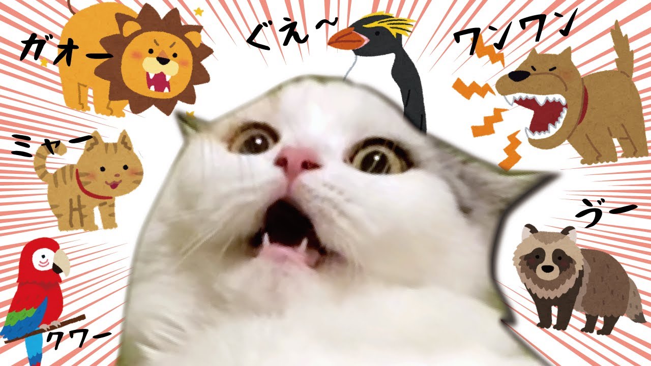 猫に色んな動物の鳴き声を聞かせたらとんでもない反応が…！