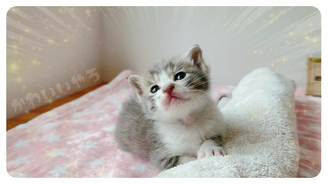 【子猫のミルボラ】かわいい目線が神すぎる！この視線に堪え切れたら猫好きではない気がする【保護猫生活7日目】