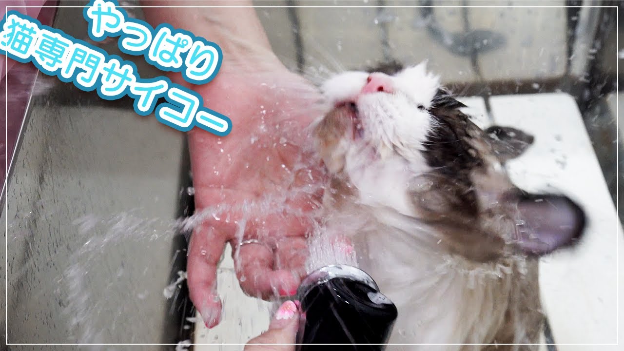 【シェリーちゃん】いつものサロンに不満があったので猫専門サロンに来たらサイコーだった【ラグドール】