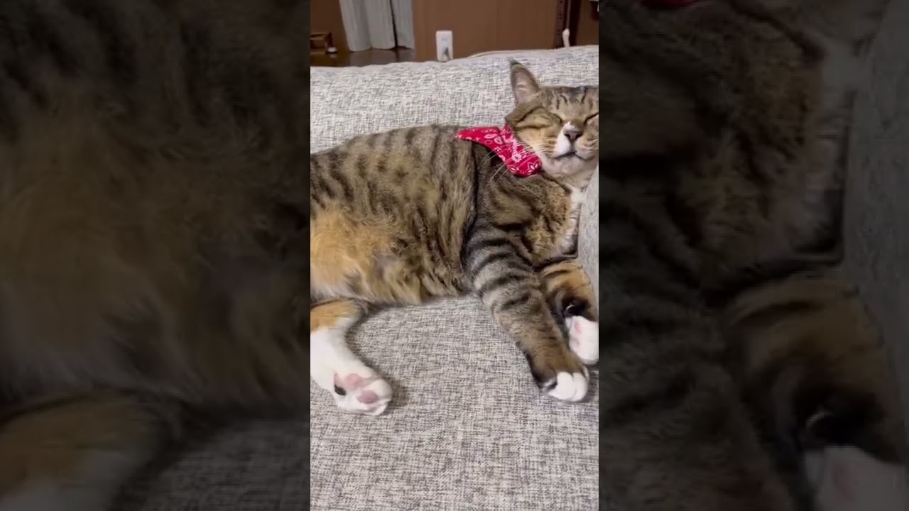 ほたて君、今日もイっちゃってます🍺 #保護猫