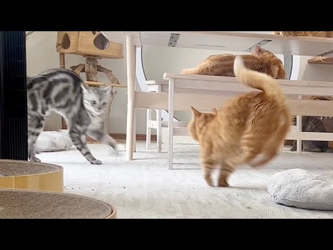 ハイテンションクロvsダイナミック茶々！ #猫 #マンチカン