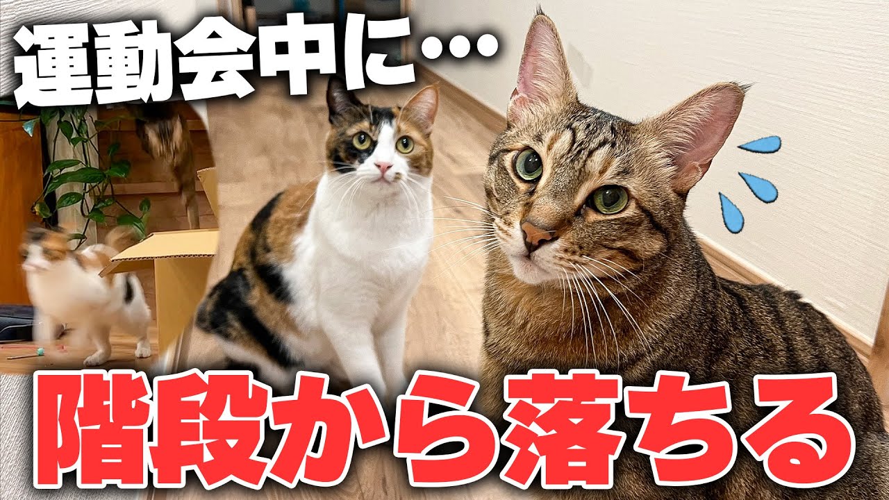 仲良しな猫たちが追いかけっこしていたら勢い余って階段から落ちてしまいました…