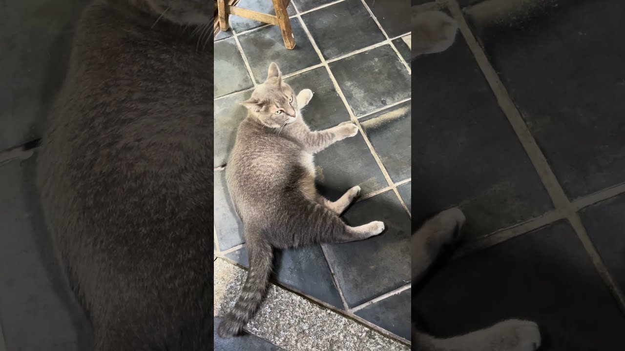 #風の猫　退屈そうな猫...　#shorts