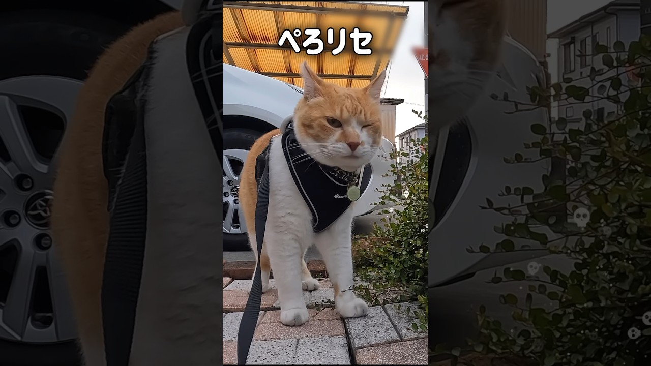 散歩中のハプニング #元野良猫チャチャ #ねこ #cat #猫 #猫武将 #猫侍 #ねこさんぽ #shorts