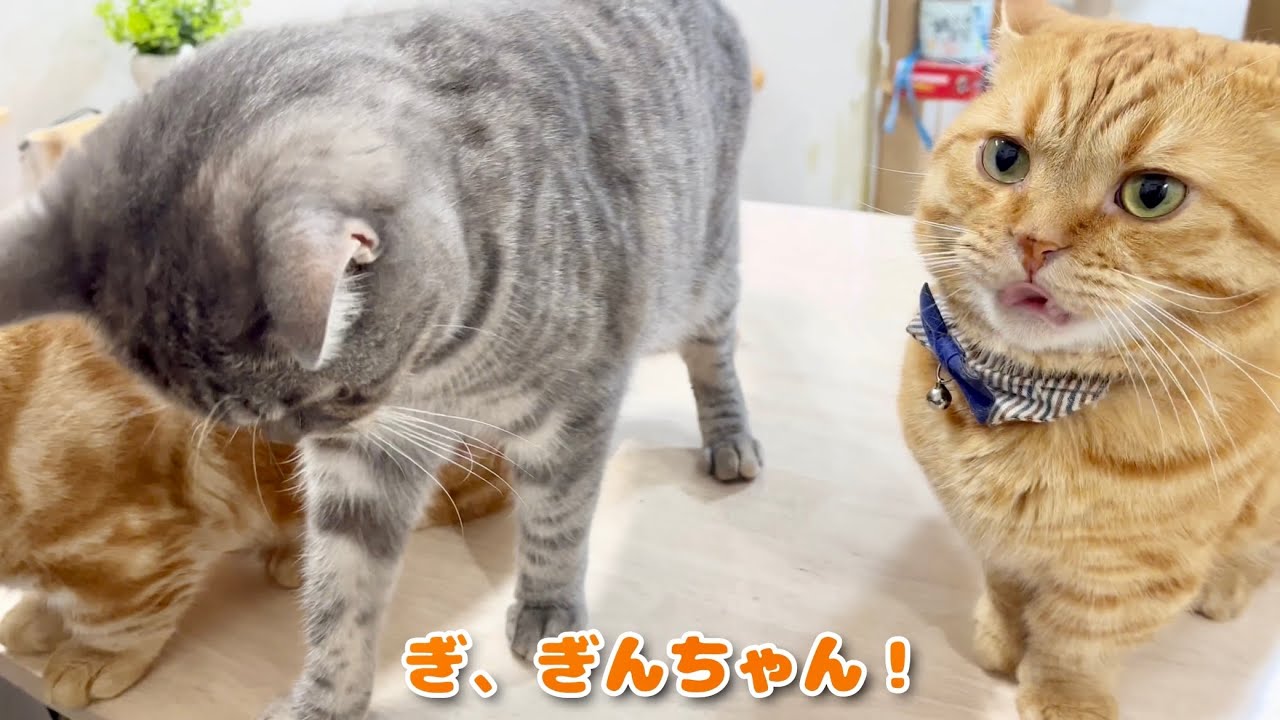 どさくさ紛れにぎんちゃんにパンチをした茶々パパの運命やいかに...！ #猫 #マンチカン