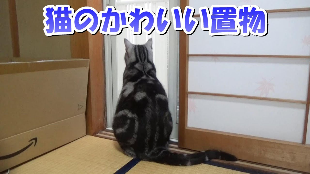 まったりした猫のかわいい置物（アメリカンショートヘア）