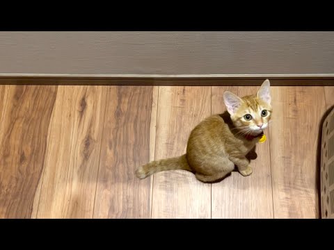 【保護猫】子猫がかなりの寂しがりやになってしまいました