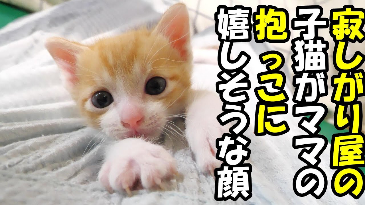 寂しがり屋の子猫がママにくっつき、嬉しそうな表情になる。【赤ちゃん猫　保護猫】