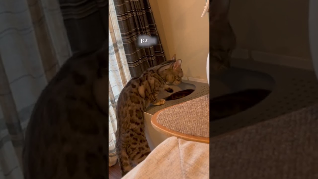 喧嘩中に間違えてトイレに逃げ込んでしまった猫とさらに追い討ちをかける猫　#shorts