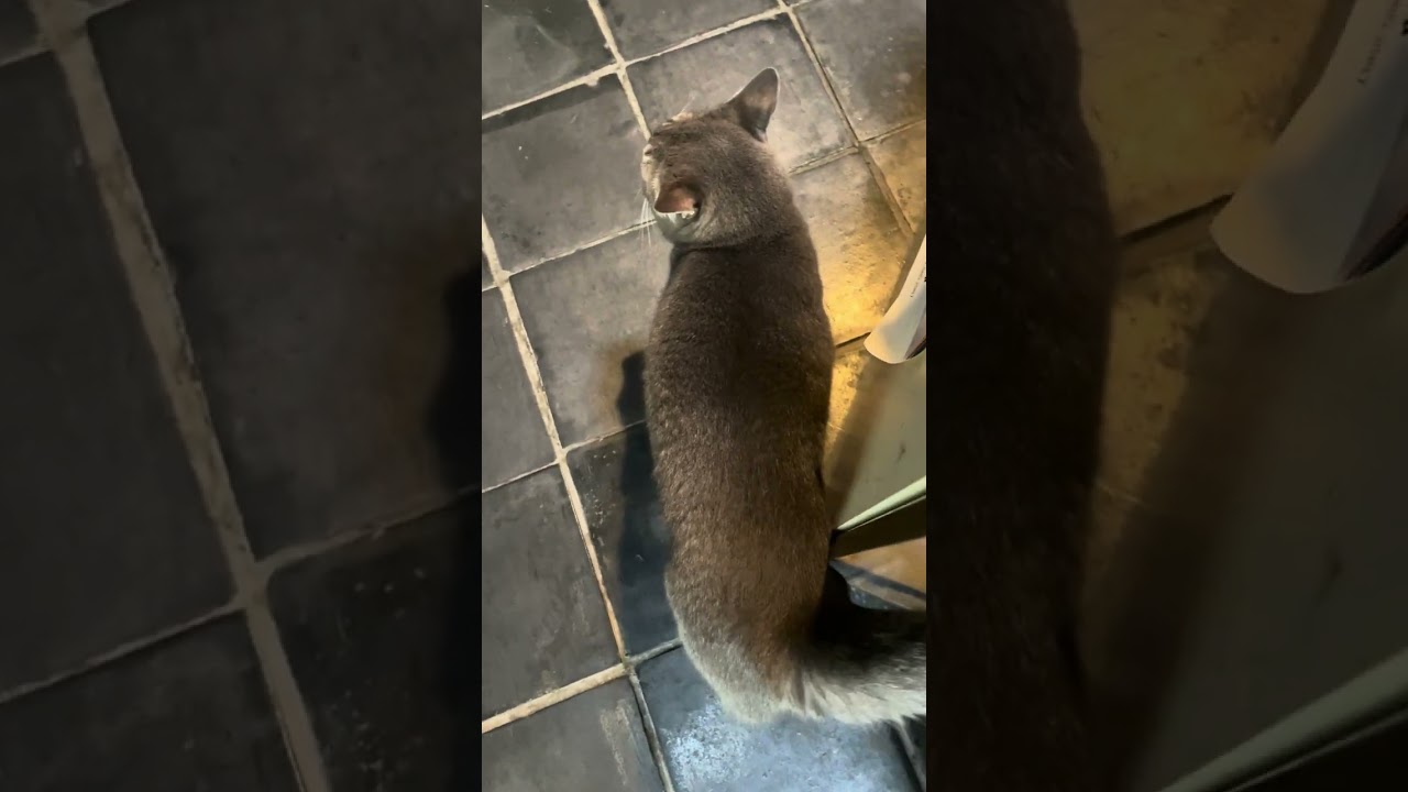 #風の猫　トイレに入り思いっきり褒められて..　狸の腹鼓のようにシッポで流しを叩いて..　あとの始末に余念がない猫...　#shorts #さっちゃん