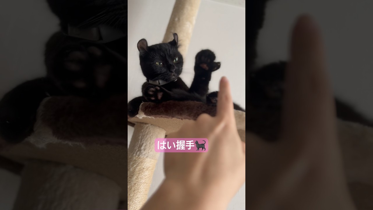 愛する猫様に握手をお願いしたら衝撃の結末に🐈‍⬛🤝エマ様はやはり気高かった…🐈‍⬛❤️‍🔥#shorts #cat #猫 #アメリカンカール #ねこ #cute