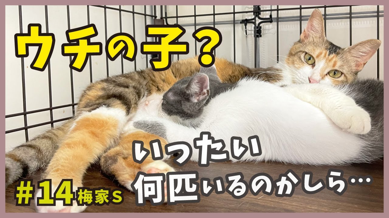 野良猫ママは最強母性の持ち主！ウチの子かしら？で、保護した子猫を全て救います。【保護した野良猫の感動出産・梅家S14】/ stray cat gives birth